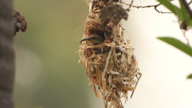 Hummingbird in bird nest -