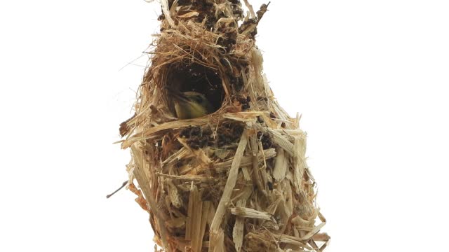 Hummingbird in nest . eyes .