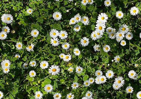 Top view of a grass field with daisies