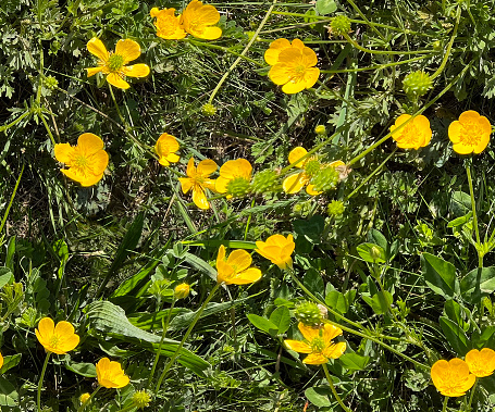 Top view of a grass field with yellow flowers