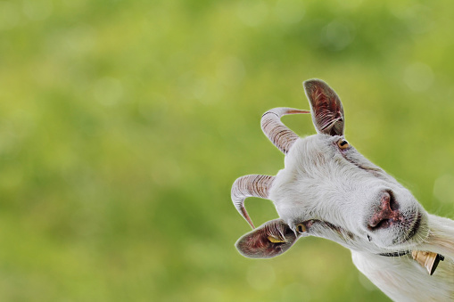 A curious white billy goat with horns and bell against a green background