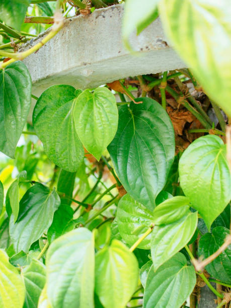 istock Betel leaves in thailand 2149007129