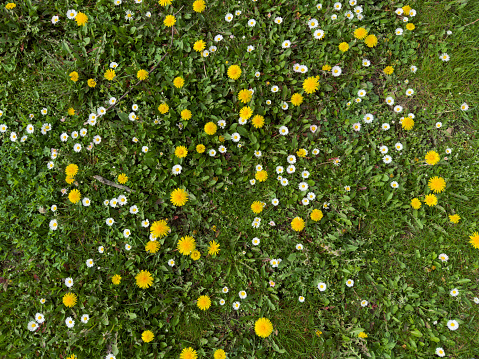 Blooming lawn in April