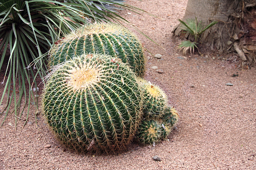 Big barrel cactus (Echinocactus grusonii) in decorative garden. Golden barrel cactus growing outdoor