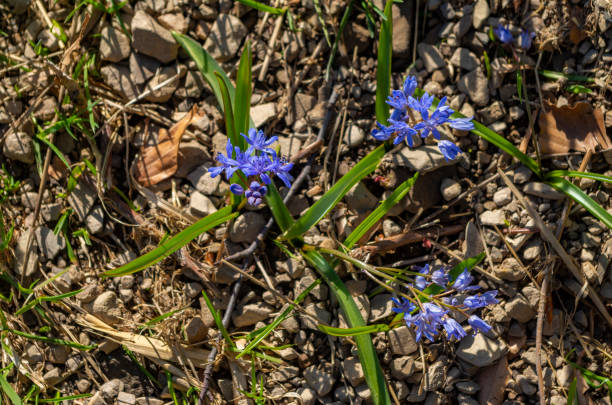 istock Beautiful Verna gentians in spring in the mountains 2149007397