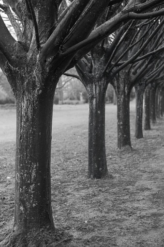a row of plane trees, portrait format