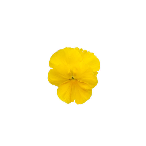 istock Bright yellow pansy flower on white background 2149008026