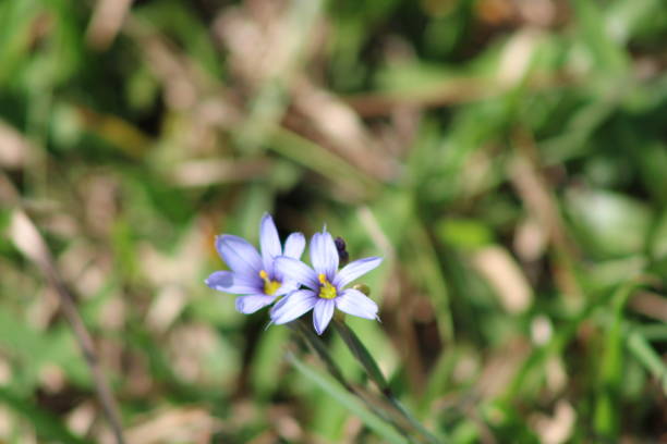 istock Purple Wildflower growing in the spring 2149008107