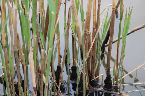Water plants corn dog grass beside the river. Typha latifolia is also known as reed flower bulrush.