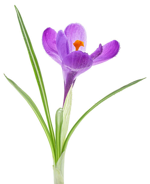 Spring flower - Crocus flower with leaves isolated on a white background.