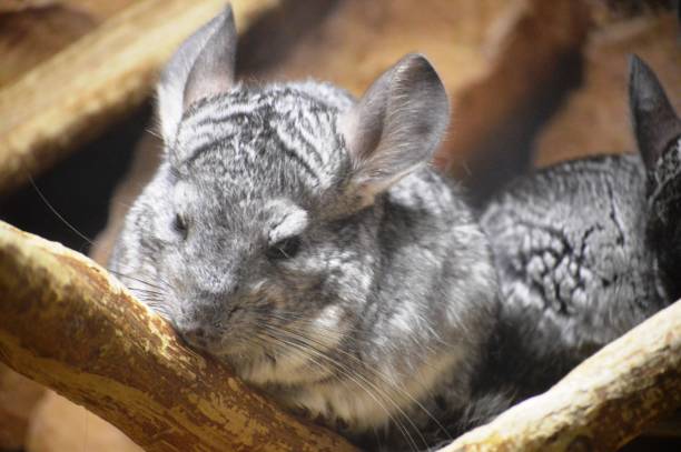 istock chinchilla animal 2149008841