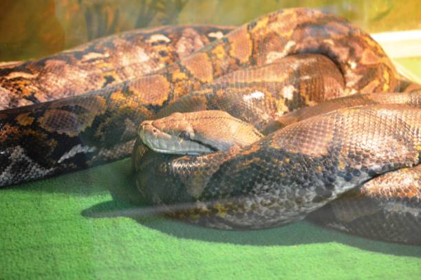 Breadleath Python 160+ Reticulated Python Isolated Fotografías de stock, fotos e imágenes ...
