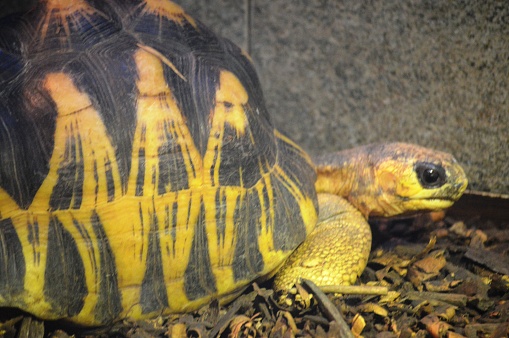 exotic large turtle from Madagascar