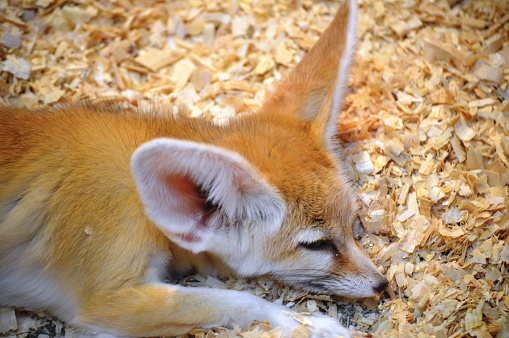 exotic animal fennec fox family