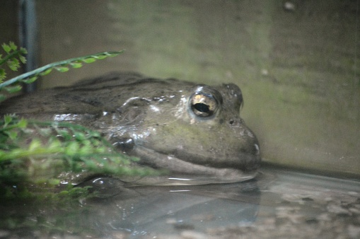 exotic large frog in natural habitat