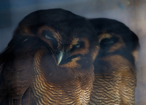 Two Great Horned owls nestled together sleeping.