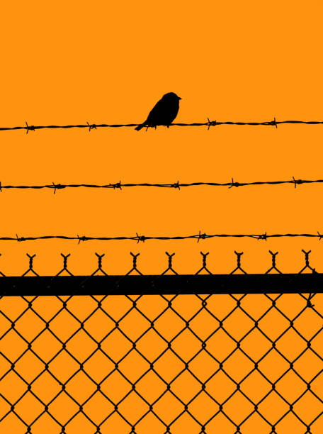 istock Bird at Sunset sitting on Barbed wire topped fence 2149010200