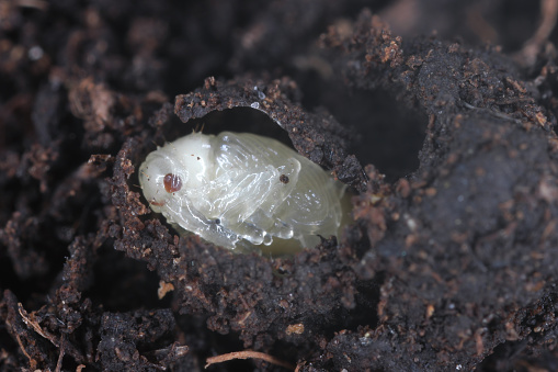 Developmental stage pupal, pupa of cabbage stem weevil called also cabbage seedstalk curculio, Ceutorhynchus pallidactylus (synonym quadridens).