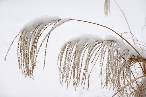 Snow weighing down grasses