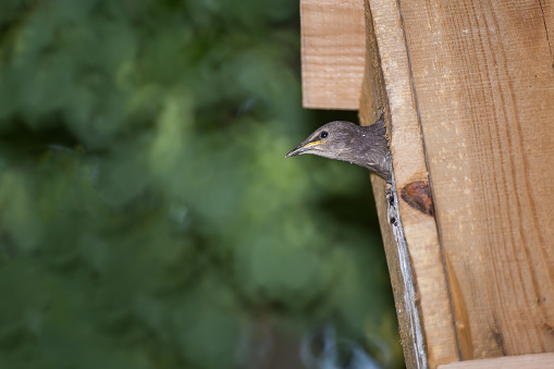 A starling chick looks out of a bird's house.