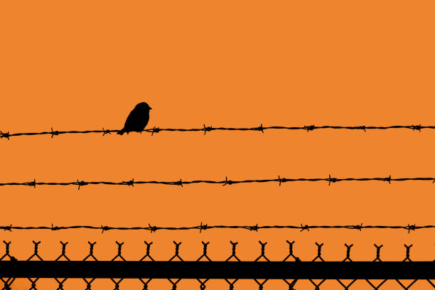 istock Bird at Sunset sitting on Barbed wire topped fence 2149011965