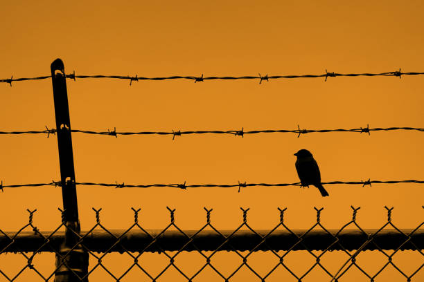istock Bird at Sunset sitting on Barbed wire topped fence 2149012385