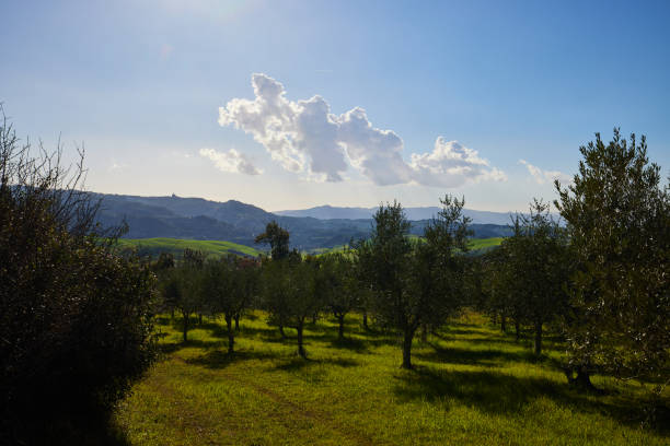 Cypress lined country road in Tuscany