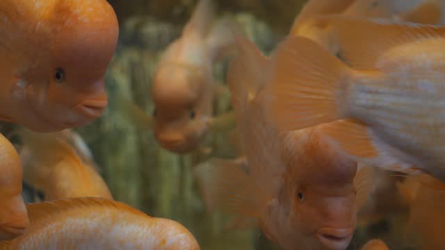 Marine biology study group of fish swimming together in a tank