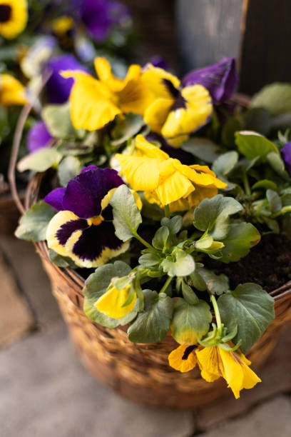istock pots with spring flowers close-up outdoors 2149013413