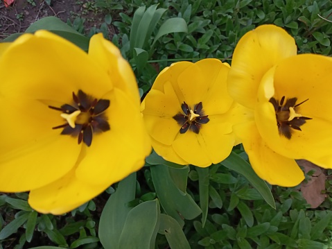 Tulip flowers in garden