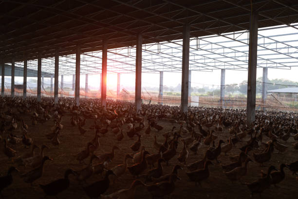 Urban Farmer Duck farm stack of egg, Rural SME business