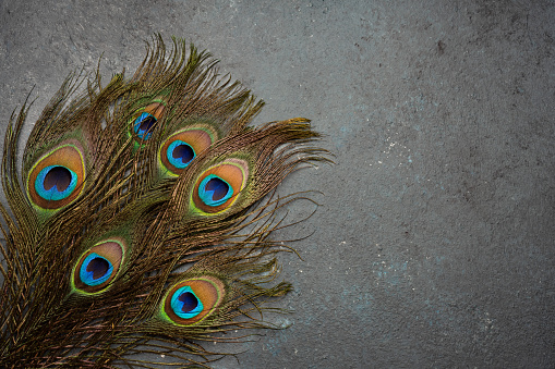 The iridescent colors of a single peacock feather in closeup