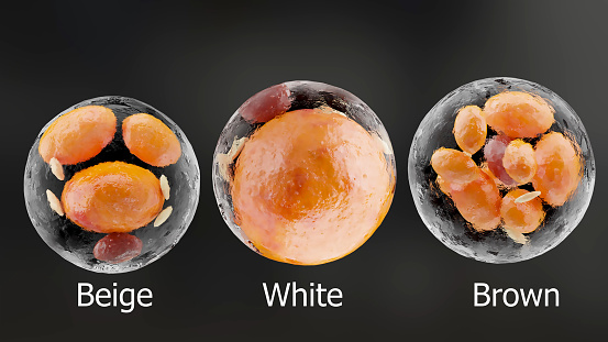 brown, beige and white fat cells,  adipocyte and lipocyte, cholesterol in a cells, adipose tissue, lipid droplet, 
fat in body, Obesity, Types of lipocytes dermis and hypodermis, nucleus, 3d render