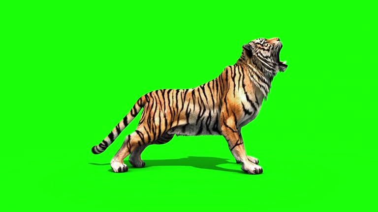 Tiger Big Roar Animals Side Green Screen 3D Rendering Animation