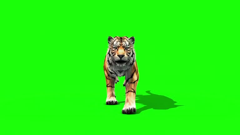 Tiger Run Animals Loop Front Green Screen 3D Rendering Animation