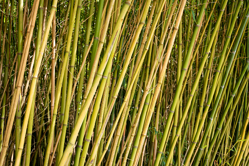 Close-up picture of a bamboo grove in an arboretum.
