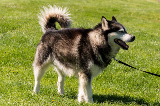 Alaskan malamute standing on the grass on a sunny day