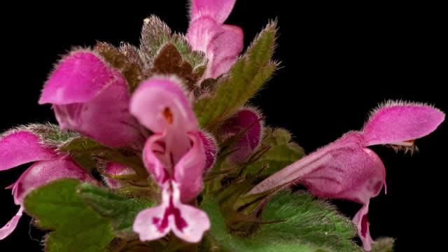 Purple Archangel (Lamium purpureum or Red dead-nettle or Red henbit) spring wild flowers close-up, isolated on pure black background