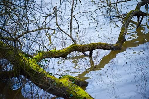 Tree branches gently floating on the serene river, creating a tranquil and peaceful scene amidst the natural beauty of nature.