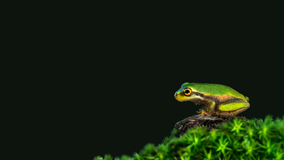 A macro close-up of a tiny green frog sitting on a rock surrounded by moss,side-view, dark green background, minimalism, copy space, negative space, 16:9