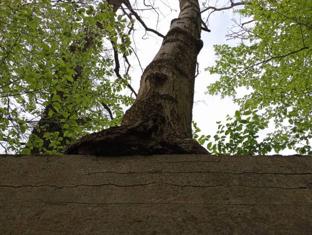 A tree that has grown into an old concrete fence and holds it. The process of destruction of old buildings under the influence of nature and plants.