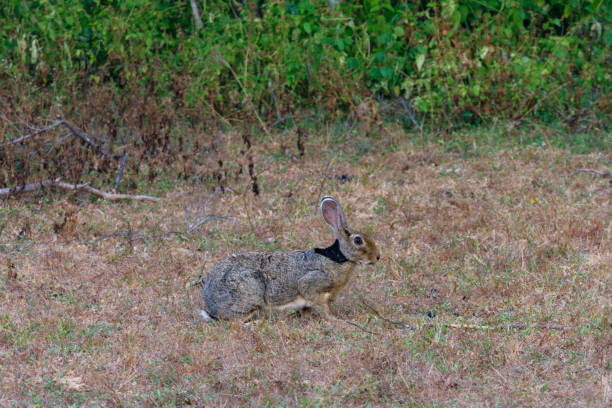 Indian hare (Lepus nigricollis) Yala National Park, Southern and Uva Provinces, Sri Lanka indian hare photos stock pictures, royalty-free photos & images