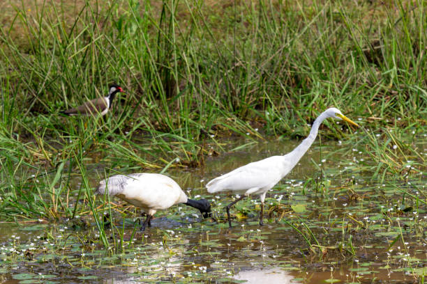 Yala National Park, Southern and Uva Provinces, Sri Lanka