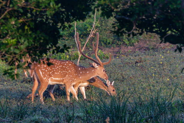 istock Herd of  Sri Lankan axis deer (Axis axis ceylonensis) 2149018550