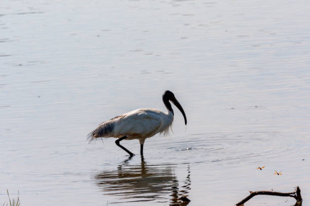 Yala National Park, Southern and Uva Provinces, Sri Lanka