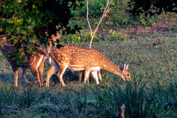 istock Herd of  Sri Lankan axis deer (Axis axis ceylonensis) 2149018675