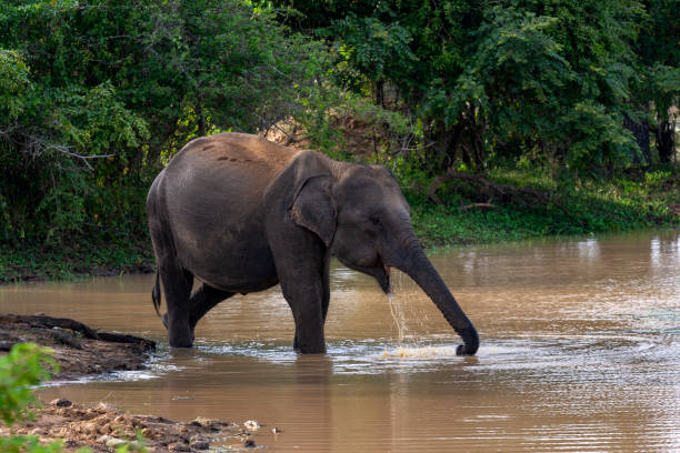 istock Sri Lankan elephant (Elephas maximus maximus) at Yala National Park 2149018690