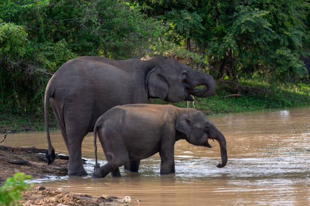 istock Sri Lankan elephants (Elephas maximus maximus) bathing at Yala National Park 2149018701