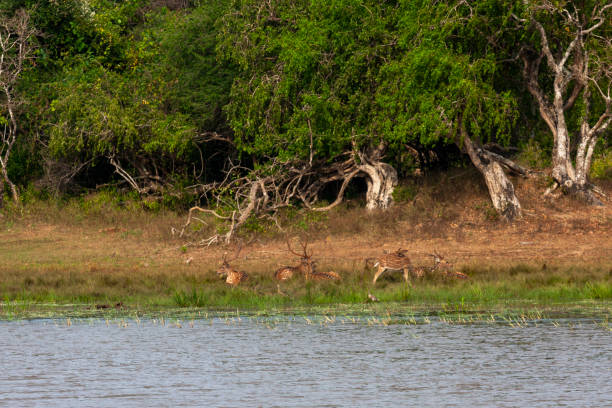 istock Yala National Park, Southern and Uva Provinces, Sri Lanka 2149018707