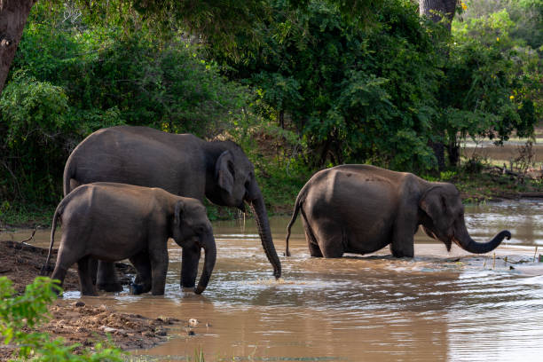istock Sri Lankan elephants (Elephas maximus maximus) bathing at Yala National Park 2149018722